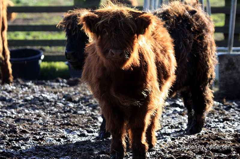 Skotsk Hojlandskvag 5.jpg - Skotsk Højlandskvæg (Highland Cattle)